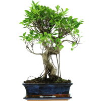 Ficus, Higuera de Banyan, Bonsai, 12 años, 55cm