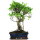 Ficus, Fig tree, Bonsai, 12 years, 55cm