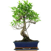 Banyanfeige, Bonsai, 12 Jahre, 56cm