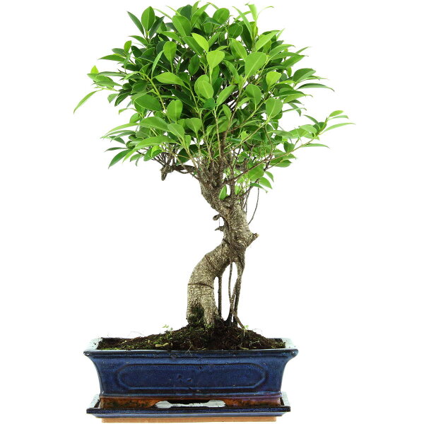 Ficus, Fig tree, Bonsai, 12 years, 54cm