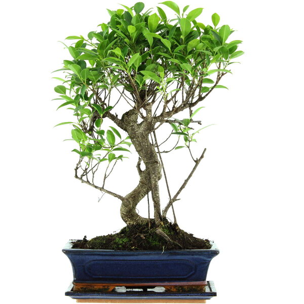 Banyanfeige, Bonsai, 12 Jahre, 53cm