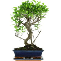 Banyanfeige, Bonsai, 12 Jahre, 53cm