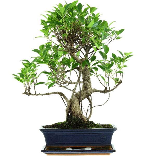 Ficus, Bonsai, 12 letnie, 54cm