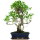 Ficus, Fig tree, Bonsai, 12 years, 54cm