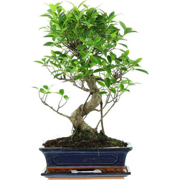 Banyanfeige, Bonsai, 12 Jahre, 52cm