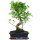 Fico, Ficus, Bonsai, 12 anni, 52cm