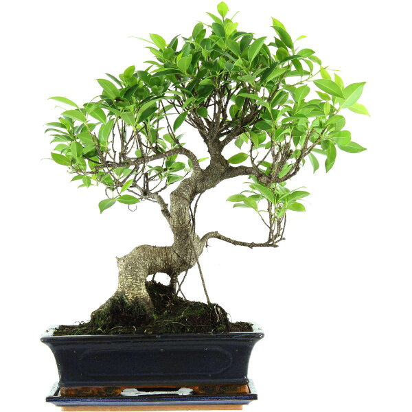 Ficus, Fig tree, Bonsai, 12 years, 49cm