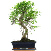 Ficus, Bonsai, 12 letnie, 55cm