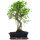 Ficus, Fig tree, Bonsai, 12 years, 55cm