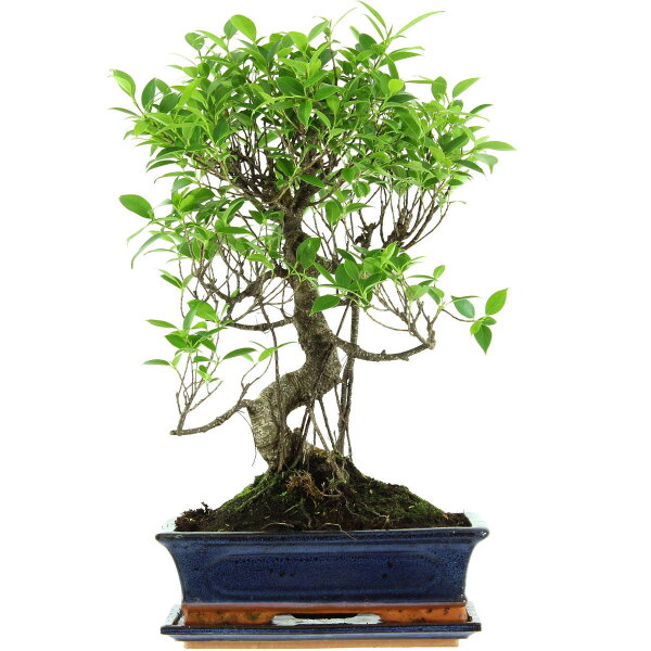 Banyanfeige, Bonsai, 12 Jahre, 53cm