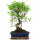 Ficus, Fig tree, Bonsai, 12 years, 53cm