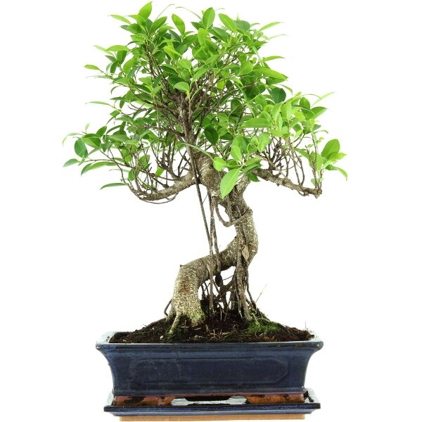 Ficus, Higuera de Banyan, Bonsai, 12 años, 51cm