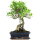 Fico, Ficus, Bonsai, 12 anni, 51cm