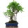 Ficus, Fig tree, Bonsai, 12 years, 52cm