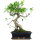 Ficus, Fig tree, Bonsai, 12 years, 51cm