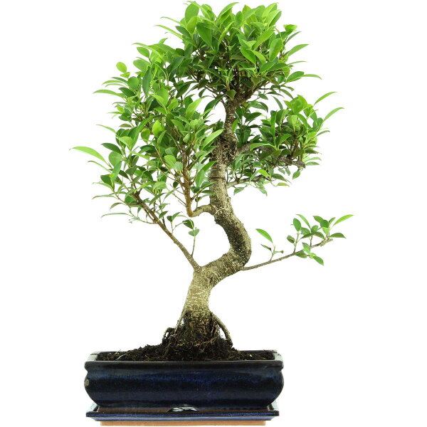 Ficus, Higuera de Banyan, Bonsai, 12 años, 60cm