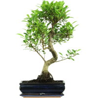 Fico, Ficus, Bonsai, 12 anni, 60cm