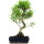 Ficus, Fig tree, Bonsai, 12 years, 60cm