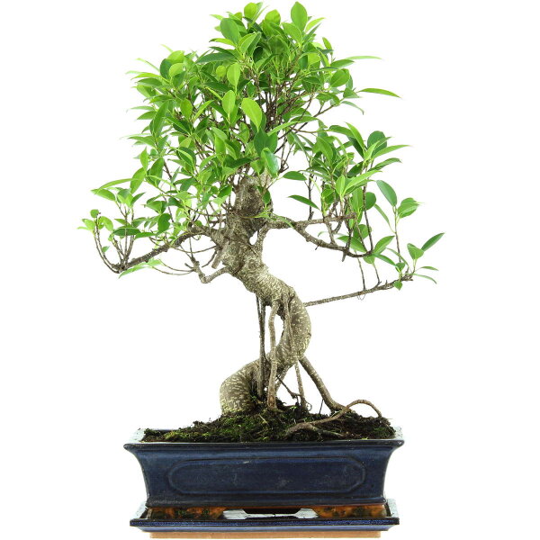 Fico, Ficus, Bonsai, 12 anni, 53cm