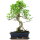 Fico, Ficus, Bonsai, 12 anni, 53cm