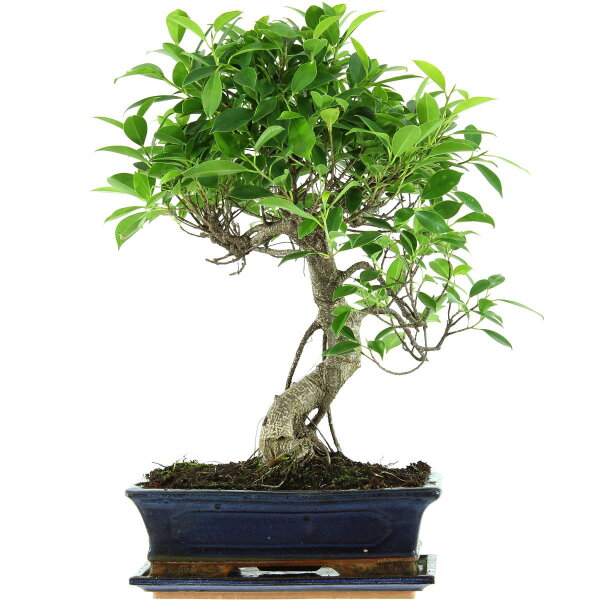 Ficus, Higuera de Banyan, Bonsai, 12 años, 51cm