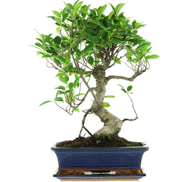 Ficus, Fig tree, Bonsai, 12 years, 51cm