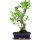 Ficus, Fig tree, Bonsai, 12 years, 57cm