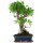 Ficus, Bonsai, 12 letnie, 56cm