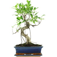 Ficus, Higuera de Banyan, Bonsai, 12 a&ntilde;os, 52cm