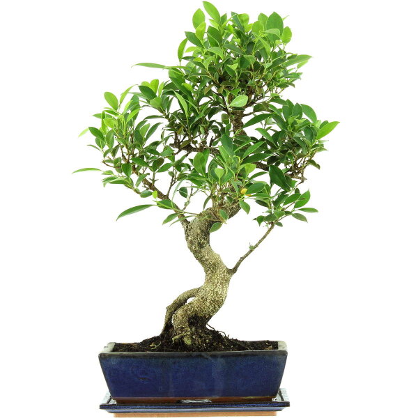 Ficus, Bonsai, 12 ans, 57cm