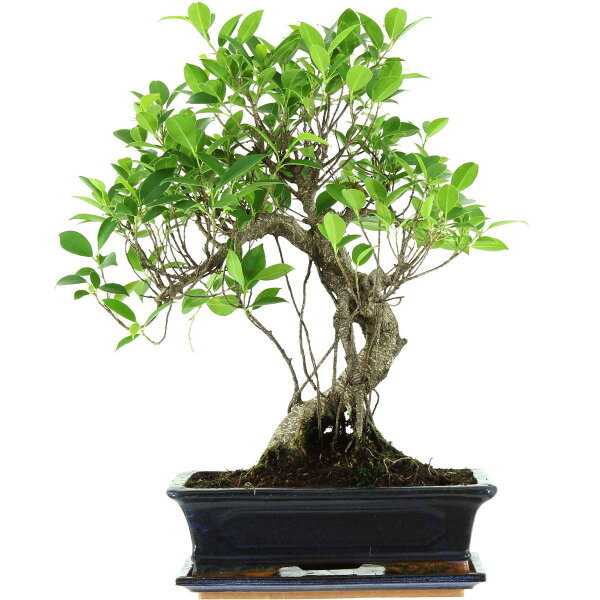 Ficus, Bonsai, 12 letnie, 52cm