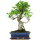 Ficus, Bonsai, 12 letnie, 50cm