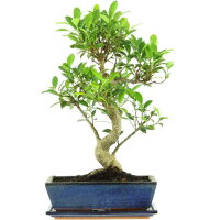 Ficus, Bonsai, 12 ans, 50cm