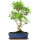 Ficus, Fig tree, Bonsai, 12 years, 50cm