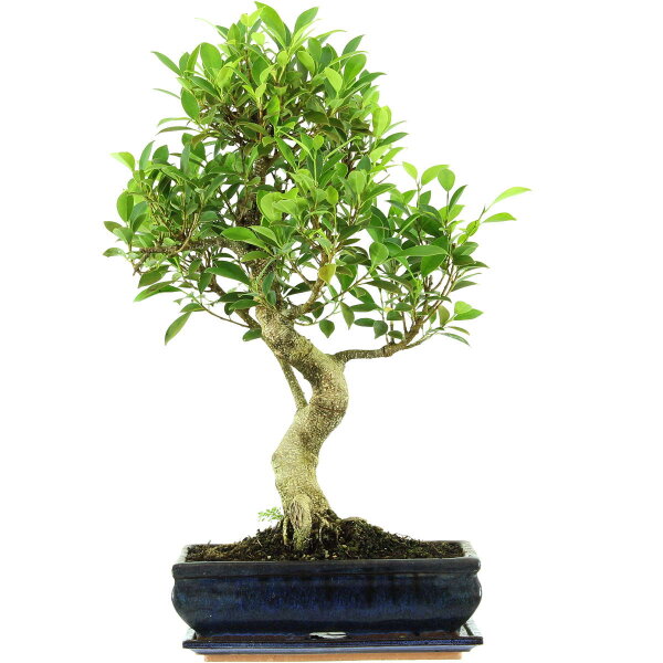 Ficus, Higuera de Banyan, Bonsai, 12 años, 58cm