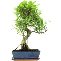 Banyanfeige, Bonsai, 12 Jahre, 57cm