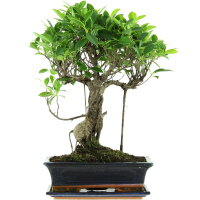 Ficus, Bonsai, 12 letnie, 50cm