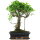 Fico, Ficus, Bonsai, 12 anni, 50cm