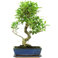 Ficus, Fig tree, Bonsai, 12 years, 52cm