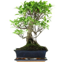 Ficus, Bonsai, 12 ans, 50cm