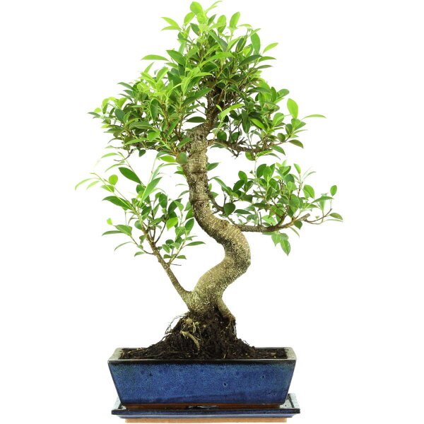 Ficus, Bonsai, 12 ans, 59cm