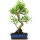 Fico, Ficus, Bonsai, 12 anni, 59cm