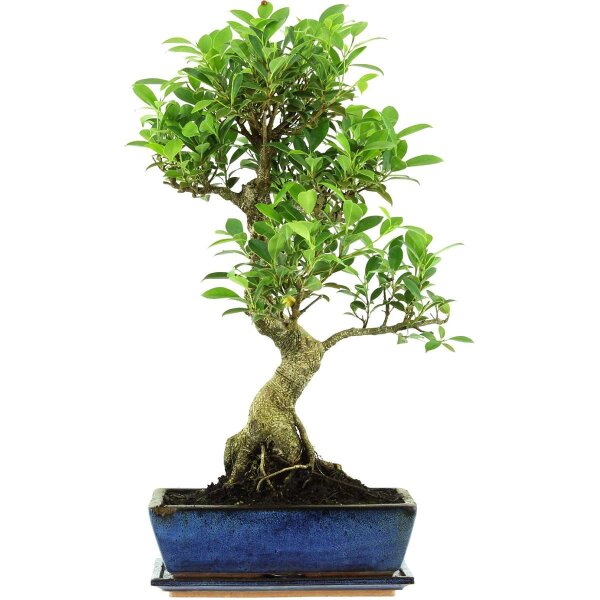 Ficus, Bonsai, 12 letnie, 60cm