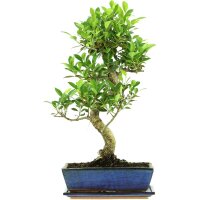 Banyanfeige, Bonsai, 12 Jahre, 57cm