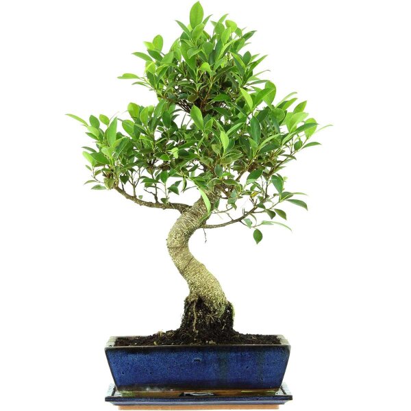 Ficus, Bonsai, 12 letnie, 57cm