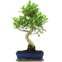 Ficus, Higuera de Banyan, Bonsai, 12 años, 57cm