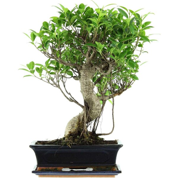 Ficus, Bonsai, 12 letnie, 52cm