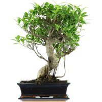 Ficus, Higuera de Banyan, Bonsai, 12 años, 52cm