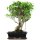 Fico, Ficus, Bonsai, 12 anni, 52cm