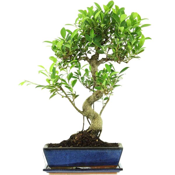 Ficus, Bonsai, 12 ans, 57cm